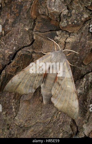 Pappelschwärmer, Pappel-Schwärmer, Laothoe populi Sphinx populi, pioppo Hawk-moth, pioppo Hawkmoth, Le Sphinx du peuplier, Schwärmer, Sphingidae, Haw Foto Stock