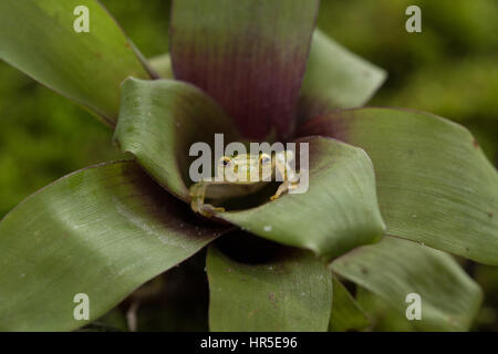 Il reticolato di rana di vetro, Hyalinobatrachium valerioi, è una rana notturna trovati nelle foreste pluviali del Costa Rica Ecuador. Foto Stock