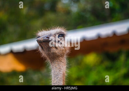 Ostrich sorridente close-up shot. svil kusu piano yakın Foto Stock