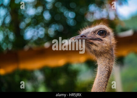 Ostrich close-up shot vista laterale. svil kusu piano yakın Foto Stock