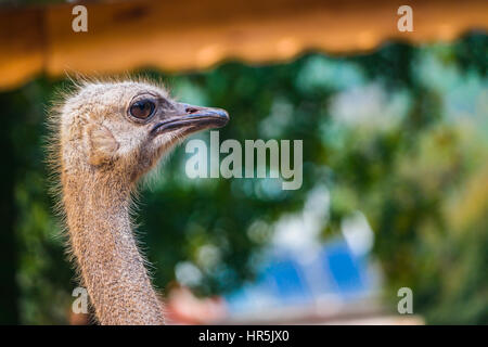 Ostrich close-up shot. svil kusu piano yakın Foto Stock