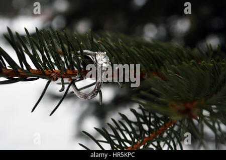 Anello di fidanzamento su albero di pino. Perfetto per salvare le date o nozze invita a. Situato nella città di foresta, Iowa. Foto Stock