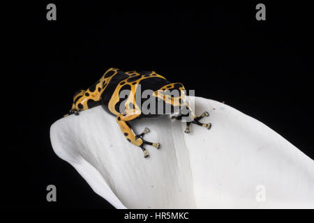 Il Giallo-nastrare il veleno Rana Dendrobates leucomelas, si trova in molto umide foreste pluviali tropicali nel nord del Sud America. Foto Stock