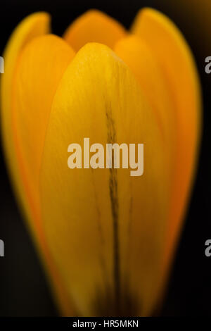 Il croco giallo su sfondo nero Foto Stock