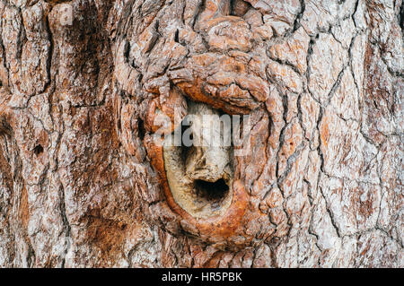 Corteccia di pino massiccio albero, sfondo naturale Foto Stock