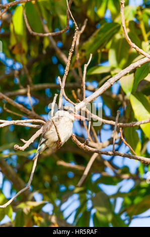 Striped kingfisher (Halcyon chelicuti) Bijilo Forest Gambia Foto Stock