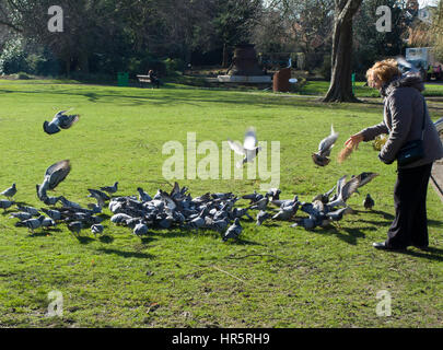 Piccioni alimentando in Queens Park Loughborough LEICESTERSHIRE REGNO UNITO Foto Stock