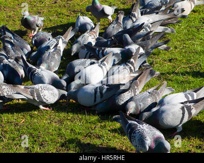 Piccioni alimentando in Queens Park Loughborough LEICESTERSHIRE REGNO UNITO Foto Stock