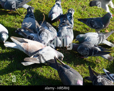 Piccioni alimentando in Queens Park Loughborough LEICESTERSHIRE REGNO UNITO Foto Stock