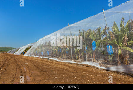 Piantagioni di banane coperte con mesh in Israele Foto Stock