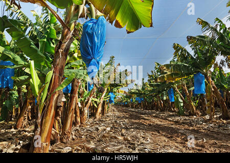 Piantagioni di banane coperte con mesh in Israele Foto Stock