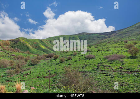 Bellissimo paesaggio di primavera delle alture del Golan in Israele Foto Stock