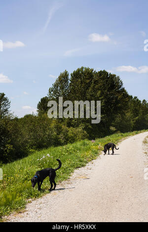 Cani neri su rurale dyke. Missione, BC. Canada Foto Stock