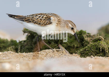 Little stint (Calidris minuta), il novellame di avanzamento sul terreno Foto Stock