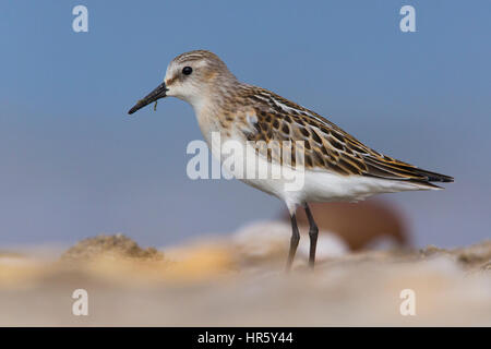 Little stint (Calidris minuta), i capretti in piedi sul suolo Foto Stock