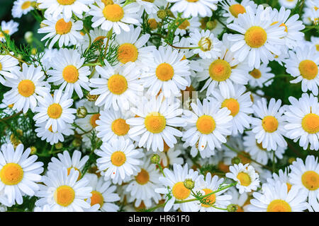 Masse di margherite nel giardino di casa. Foto Stock