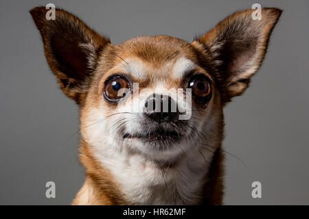 Close-up ritratto di fulvo-colorato chihuahua di guardare direttamente la fotocamera con una felice espressione. Foto Stock