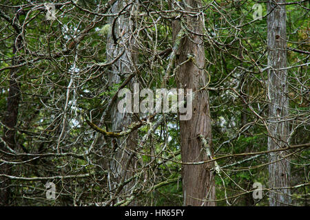 Asciugare vecchi tronchi di alberi ricoperti di muschi e licheni vista laterale Foto Stock