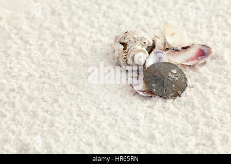 Una collezione di conchiglie sulla sabbia bianca di sfondo. Panama City Beach, costa del Golfo della Florida. Foto Stock
