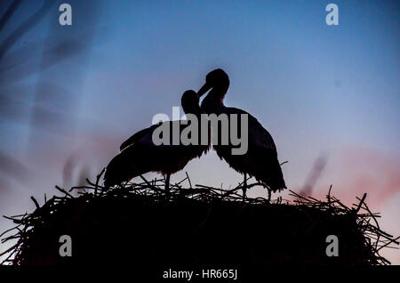 Una coppia di cicogne amorevole nesting in Camargue, Francia.parco ornithologique de pont de Gau. Foto Stock
