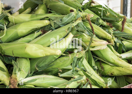 Appena raccolto di mais verde in cartocci impilati in maniera casuale su un tavolo al mercato degli agricoltori. Foto Stock