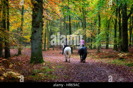 Due persone a cavallo attraverso il bosco in autunno Foto Stock