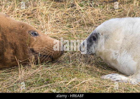 Guarnizione grigio Pup e vacca sulla spiaggia di Donna Nook. Halichoerus grypus Foto Stock