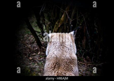 Luchs - lince Foto Stock