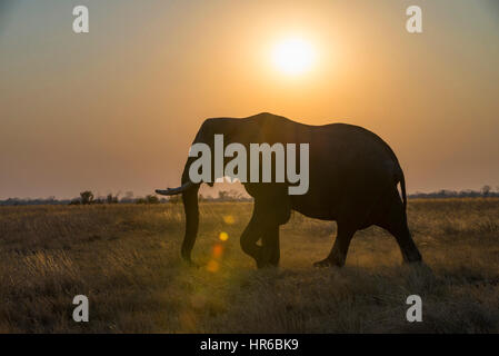 Un grande elefante africano Loxodonta africana visto di fronte al tramonto del sole nel Parco Nazionale di Hwange Zimbabwe. Foto Stock