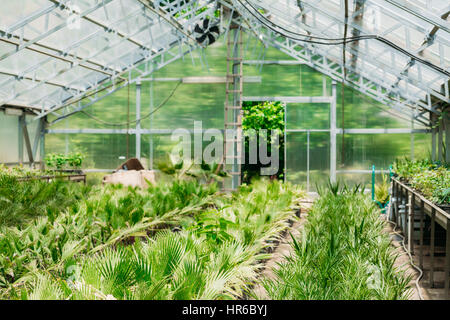 Piccoli germogli verdi della pianta Palm Tree con foglia, lascia crescere dal suolo in vasi in serra o in serre riscaldate. La molla, il concetto di vita nuova. Foto Stock