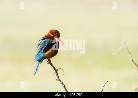 Bianco-throated kingfisher appollaiato su uno stelo a guardare per la pesca Foto Stock