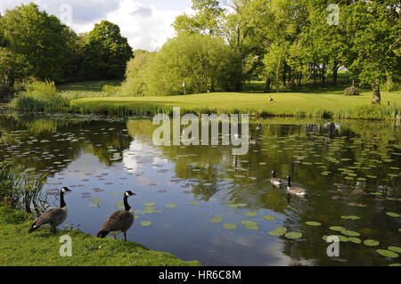 Vista sul lago con Oche del Canada al XV verde, l'Hertfordshire Golf Club, Broxbourne, Hertfordshire, Inghilterra Foto Stock