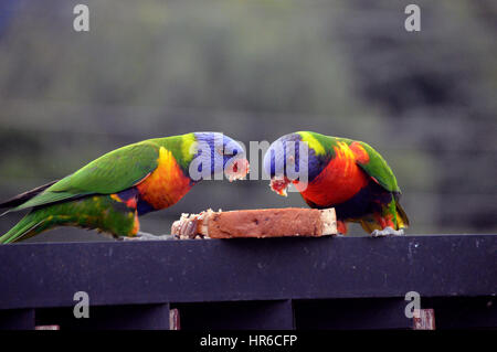 Una coppia di Tame Rainbow parrocchetti (Trichoglossus Moluccanus) appiccicosa di mangiare il pane affettato e miele su un balcone a Sydney, Nuovo Galles del Sud, Australia, Foto Stock