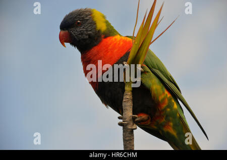 Una chiusura Lone Rainbow Lorikeet (Trichoglossus Moluccanus) in una struttura ad albero Symbio Wildlife Park, Doncaster,Sydney, Nuovo Galles del Sud, Australia, Foto Stock