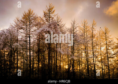 Una debole inverno tramonto dietro la coperta di neve larice tress dopo una inaspettata nevicata nel South Lanarkshire. Foto Stock