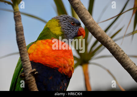 Una chiusura Lone Rainbow Lorikeet (Trichoglossus Moluccanus) in una struttura ad albero Symbio Wildlife Park, Doncaster,Sydney, Nuovo Galles del Sud, Australia, Foto Stock