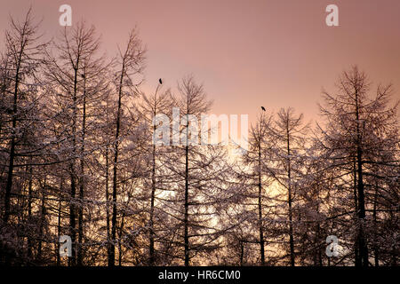 Una debole inverno tramonto dietro la coperta di neve larice tress dopo una inaspettata nevicata nel South Lanarkshire. Foto Stock