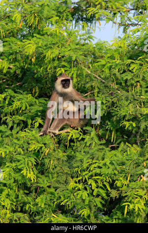 Tufted Langur grigio, (Semnopithecus priamo), maschio adulto su albero, Yala Nationalpark, Sri Lanka, Asia Foto Stock