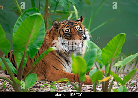 La tigre di Sumatra, (Panthera tigris sumatrae), adulto in appoggio verticale, Asia Foto Stock