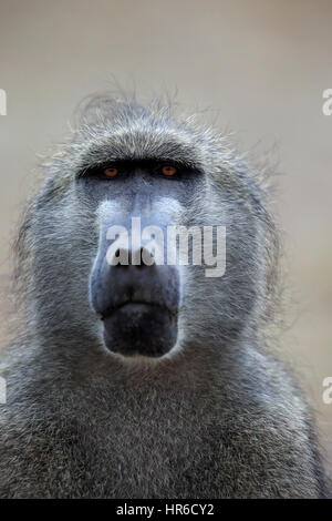 Chacma babbuino, (Papio ursinus), Adulto ritratto, Kruger Nationalpark, Sud Africa e Africa Foto Stock