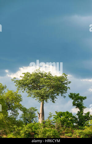 Un albero di Baobab Adansonia digitata visto nel Parco Nazionale Zambesi dello Zimbabwe. Foto Stock