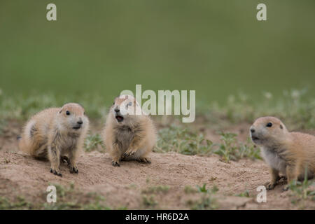 Un interessato nero-tailed prairie dog pup (Cynomys ludovicianus) suoni spenti vicino all'entrata di un nido. Foto Stock
