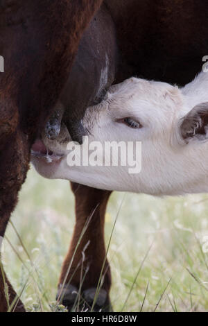 Un giovane vitello Charolais infermieri da sua madre di Angus. Charolais sono popolari per il morsetto a croce con allevamento di Angus e bovini Hereford. Foto Stock