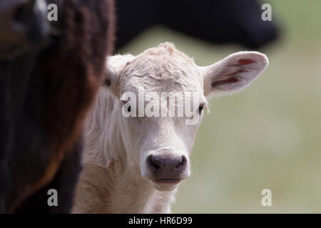 Un giovane vitello Charolais sorge vicino alla sua madre di Angus. Charolais sono popolari per il morsetto a croce con allevamento di Angus e bovini Hereford. Foto Stock