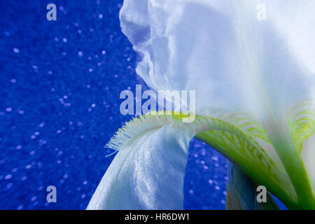 Daffodil close-up Foto Stock