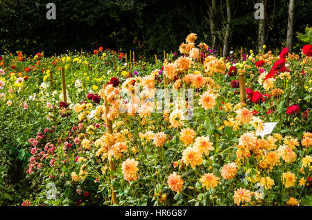 Un campo di vivaio di crescente fioritura dalie in Hampshire REGNO UNITO Foto Stock