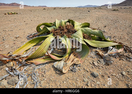 Welwitschia Mirabilis, il Cratere Messum, Damaraland, Namibia, Africa Foto Stock