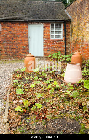 Rabarbaro che crescono in un giardino cottage alcuni sotto la forzatura pots Foto Stock