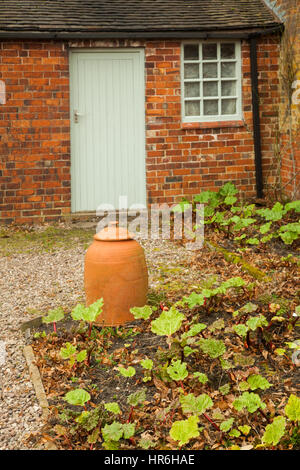 Rabarbaro che crescono in un giardino cottage alcuni sotto la forzatura pots Foto Stock