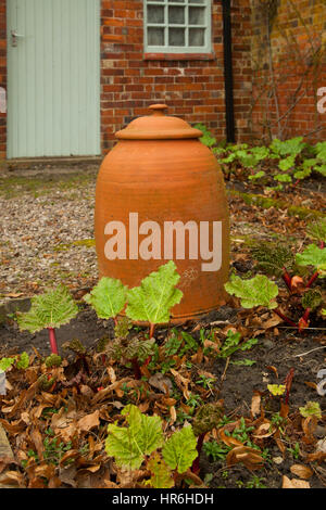 Rabarbaro che crescono in un giardino cottage alcuni sotto la forzatura pots Foto Stock